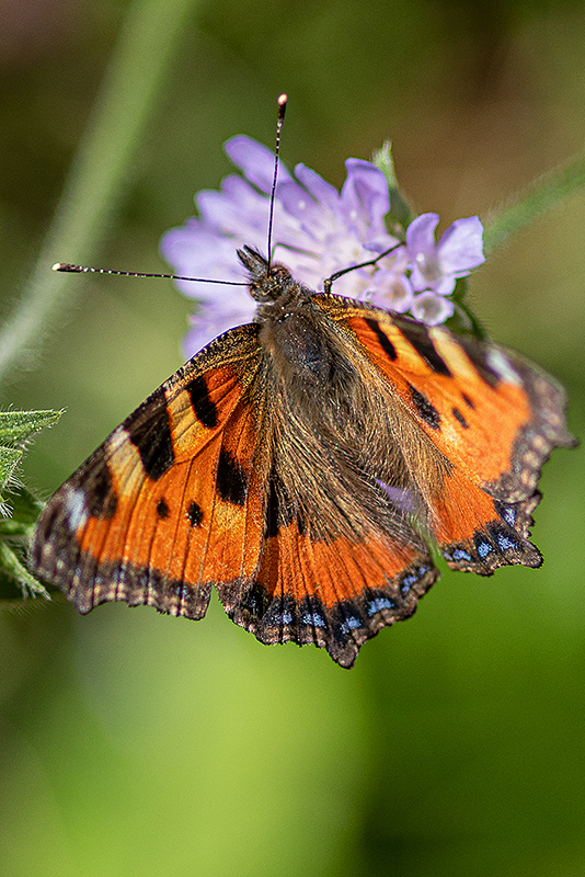 Admiral Schmetterling
