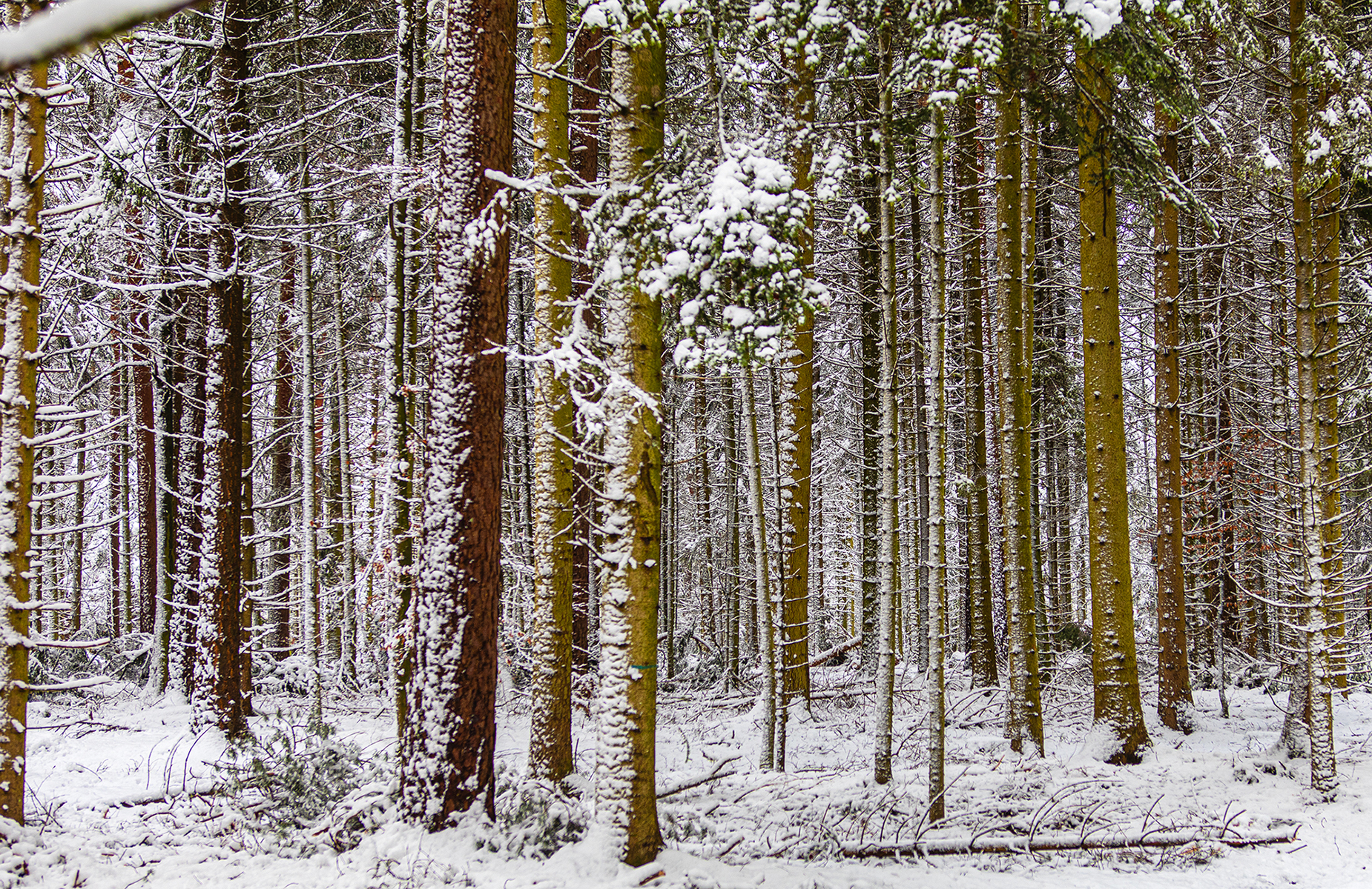 Winterbäume