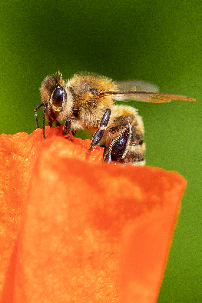 Biene am Mohn