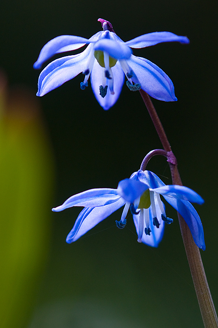 Blaue Blume
