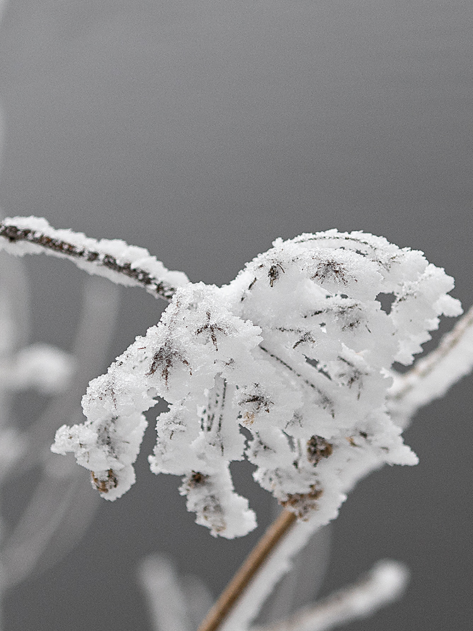 Eisstengel