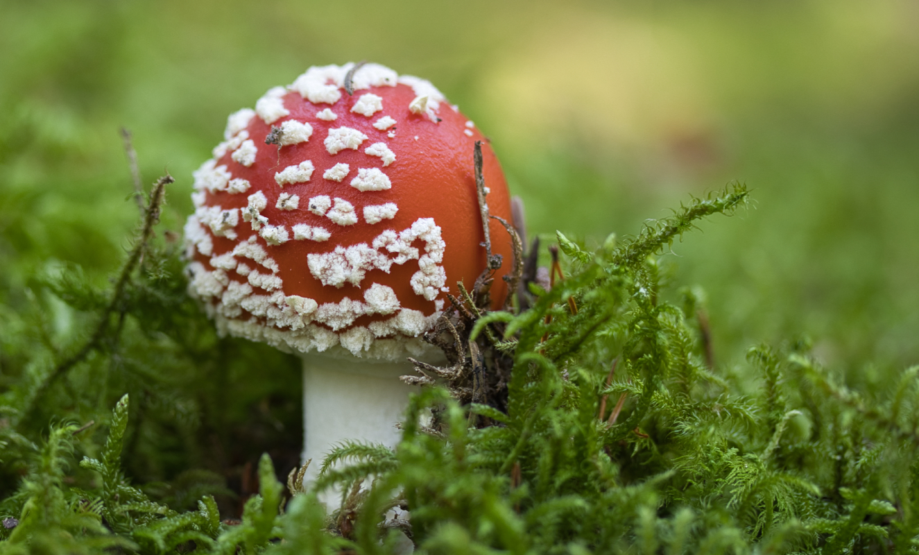 Fliegenpilz