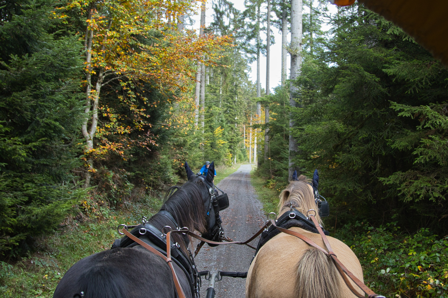Herbst 5