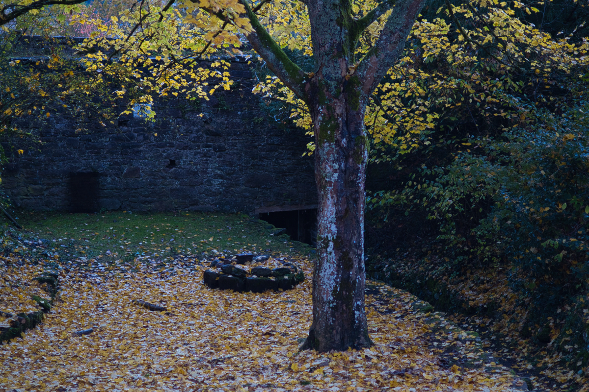 Herbst: Baum mit gelbem Laub, Vergänglichkeit, Schönheit im Wandel