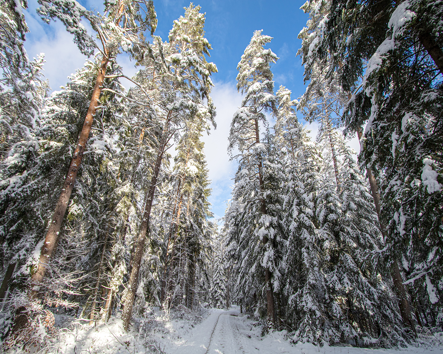 Nordschwarzwald Winter