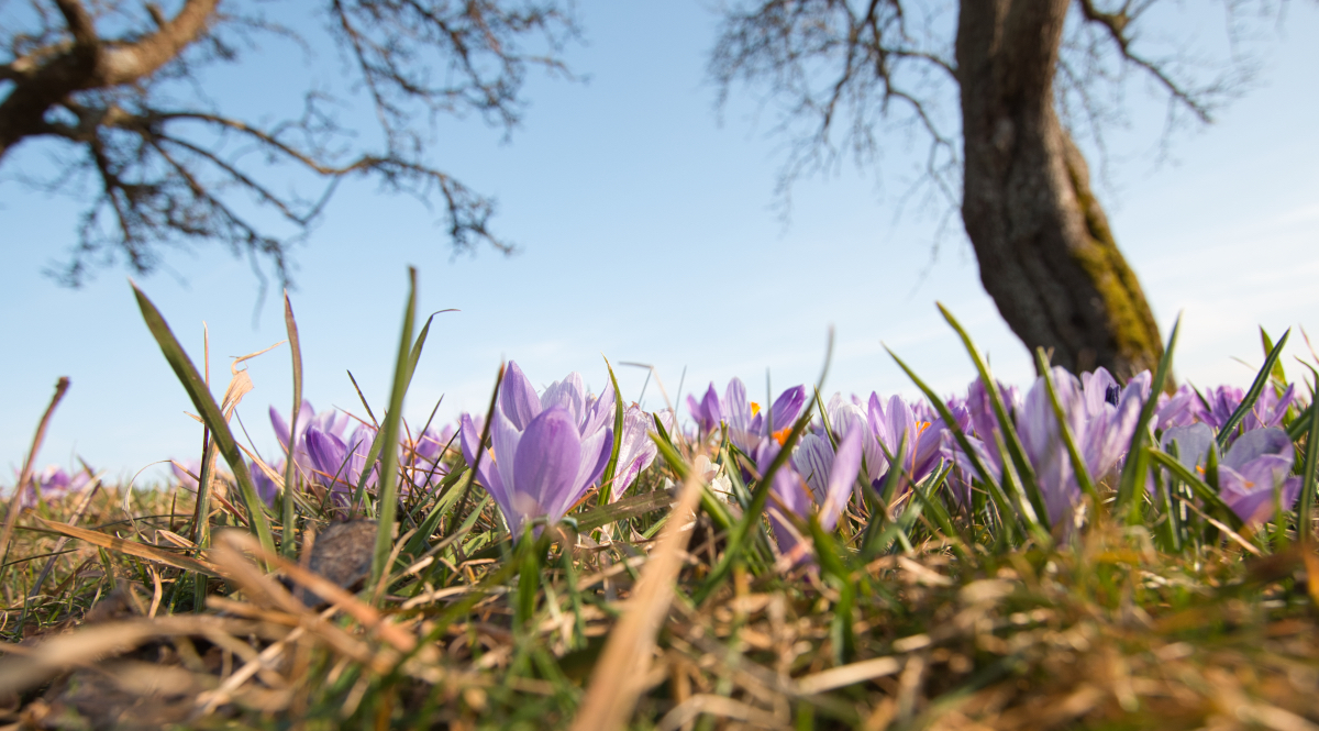 Krokusblüte Zavelstein Nahaufnahme