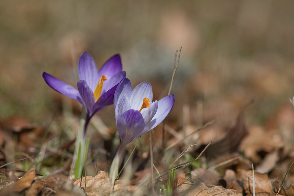 Krokus Detailaufnahme