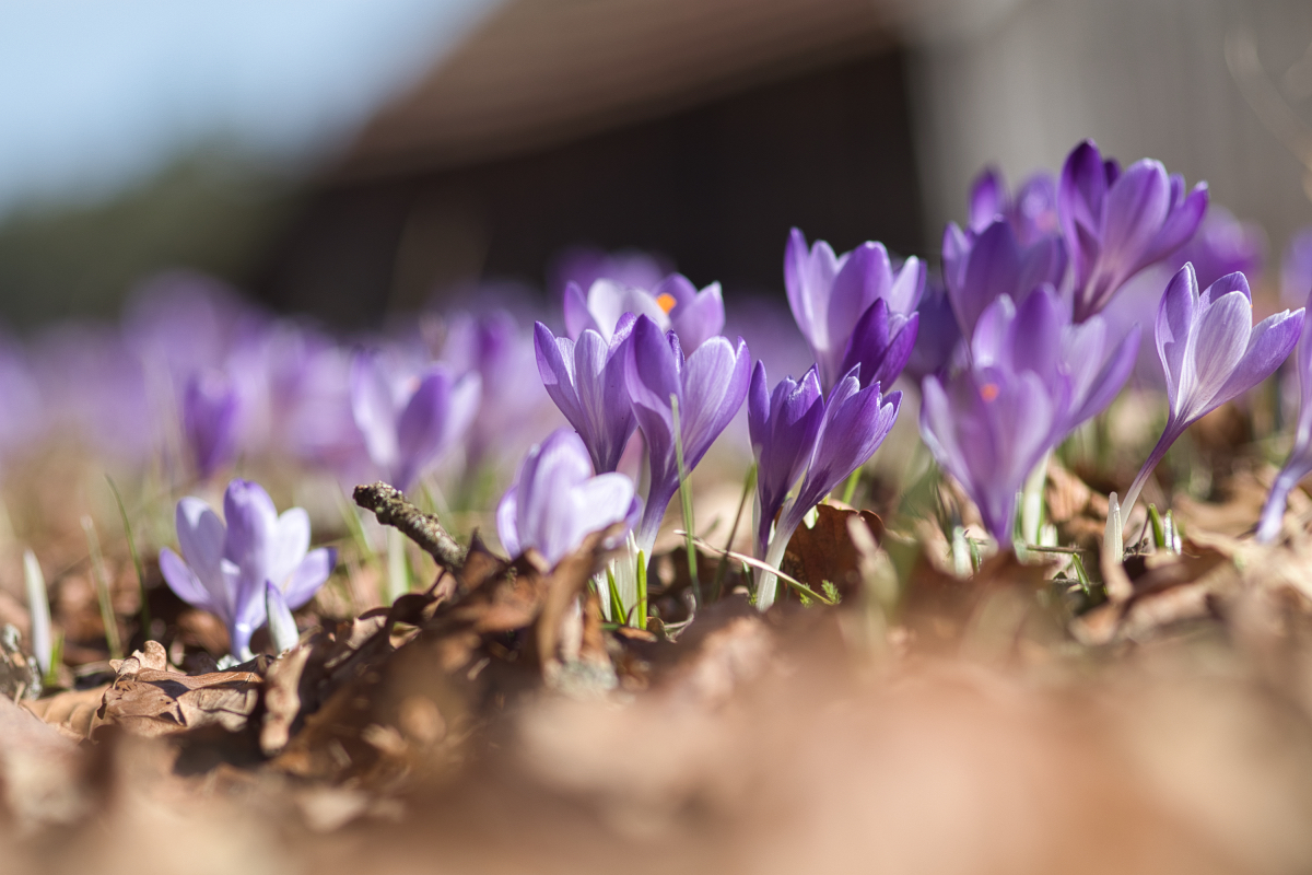 Krokusblüte Zavelstein