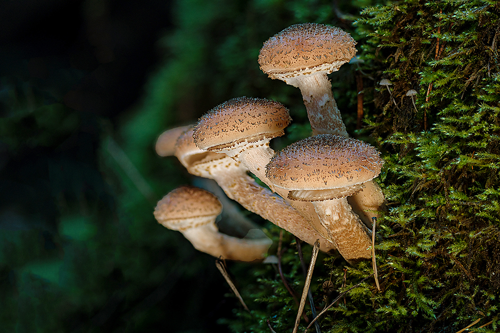 Pilze im Herbst