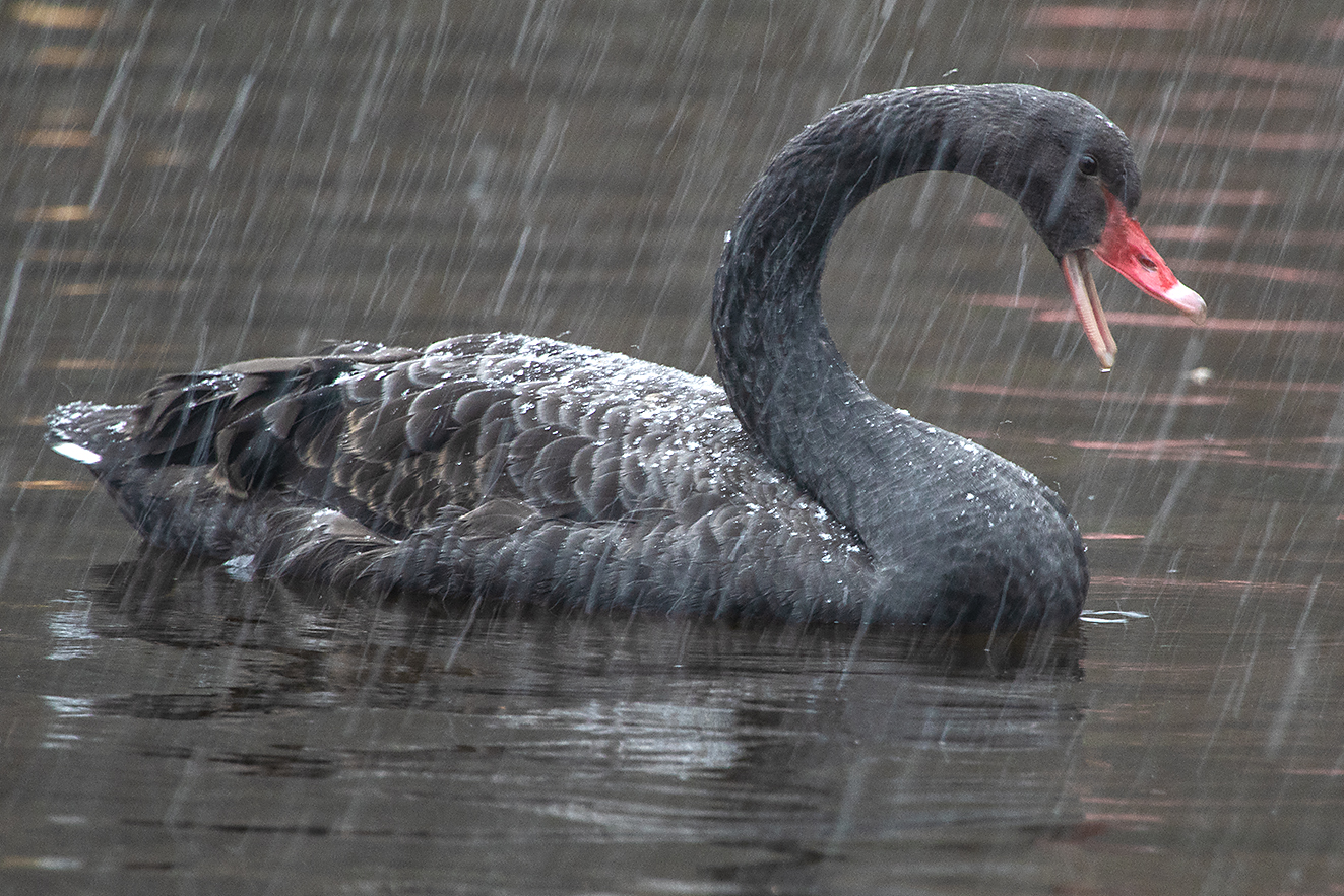 Schwarzer Schwan