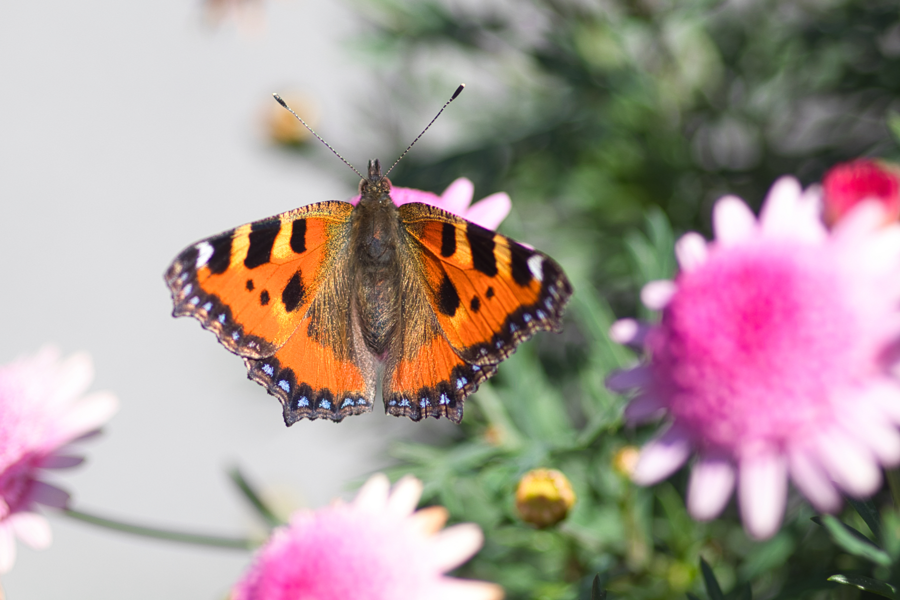 Sommer Bild 2