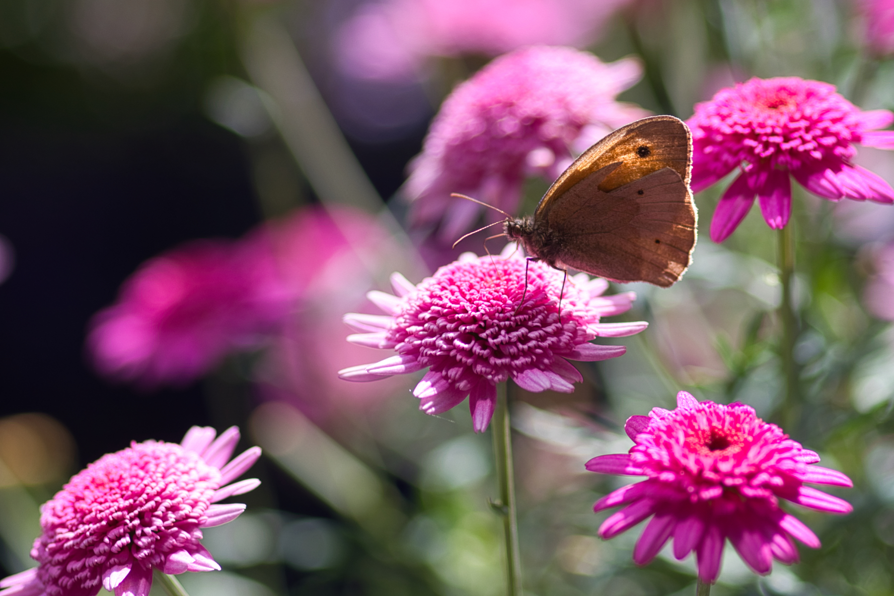Sommer Bild 3