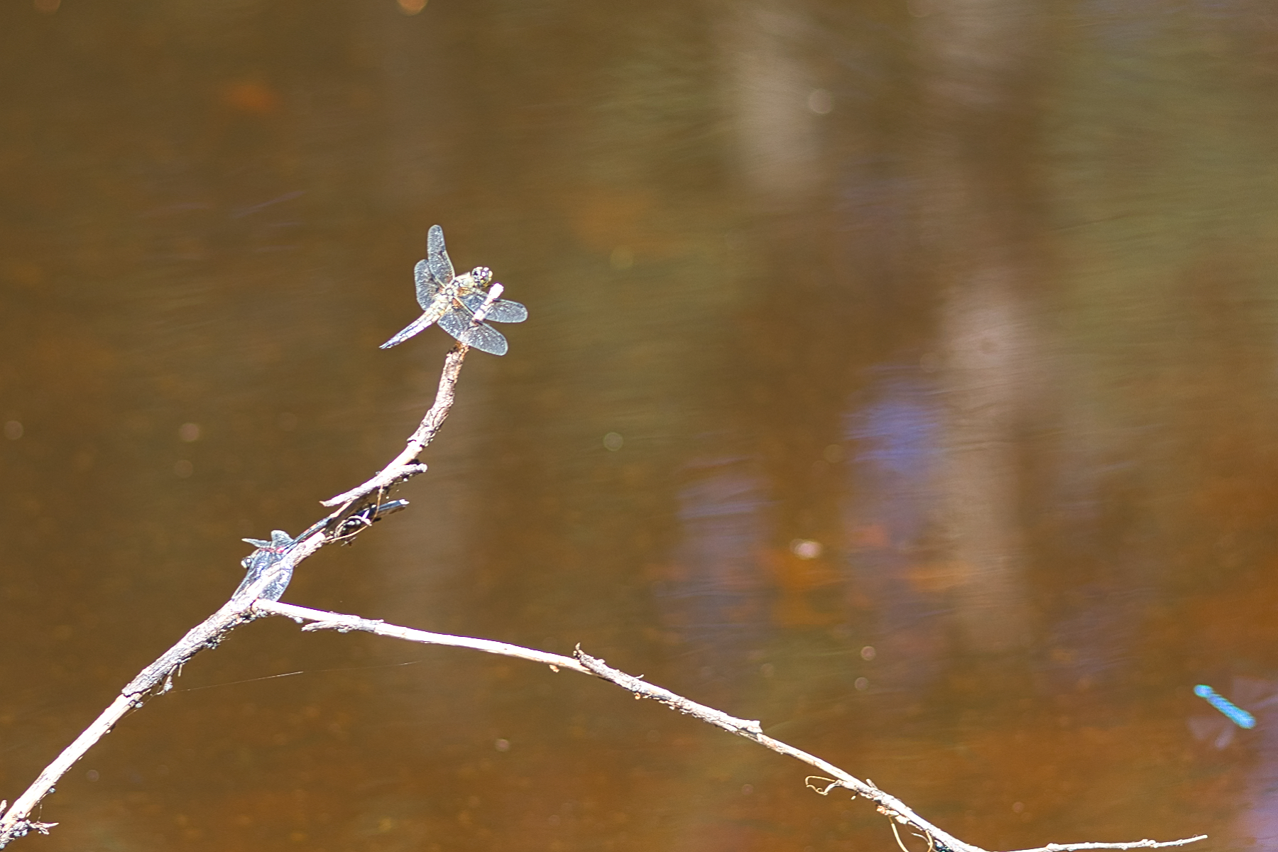 Sommer Bild 4