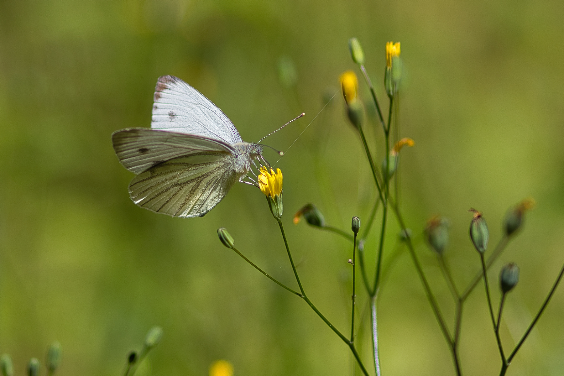 Sommer Bild 5