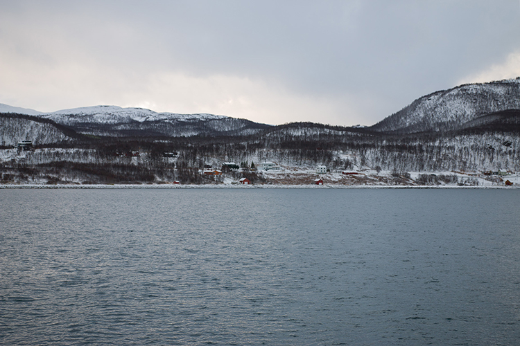 Rentier im Fjord
