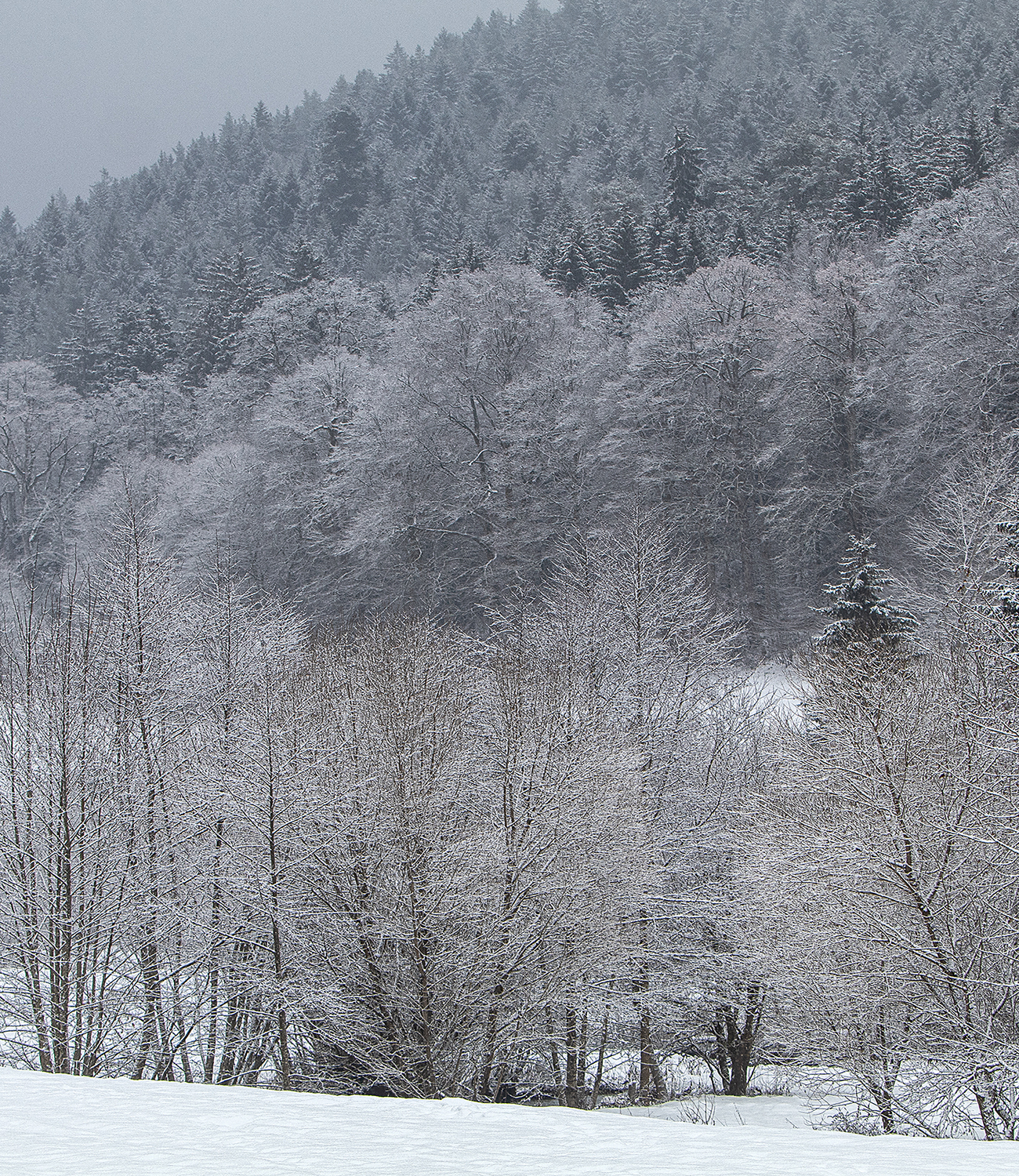 Winterbäume