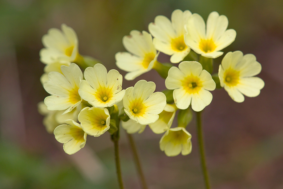 schlusselblume