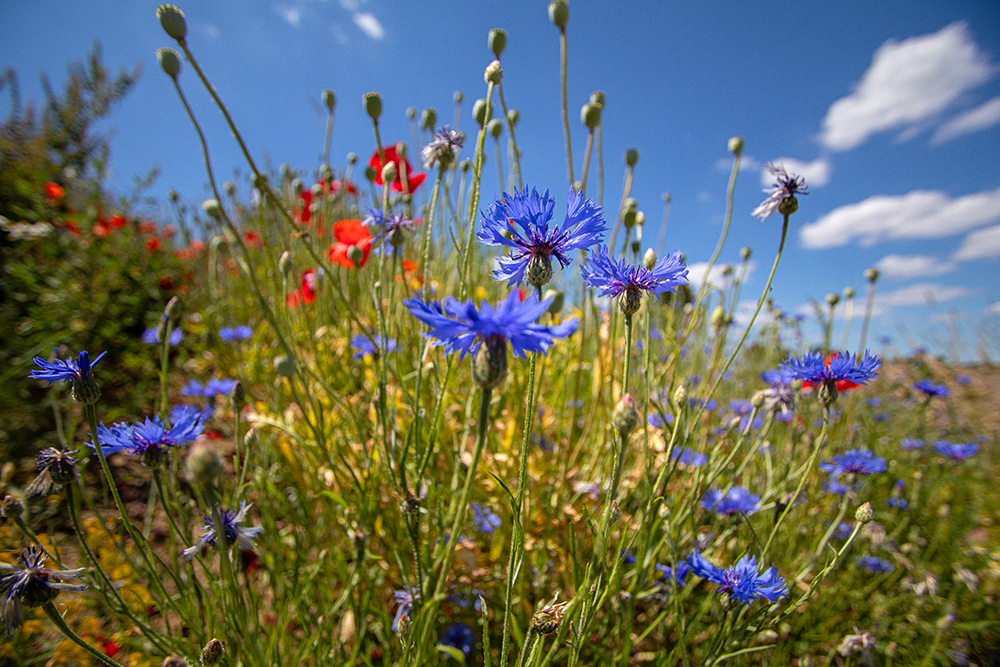 Sommer im Schwarzwald