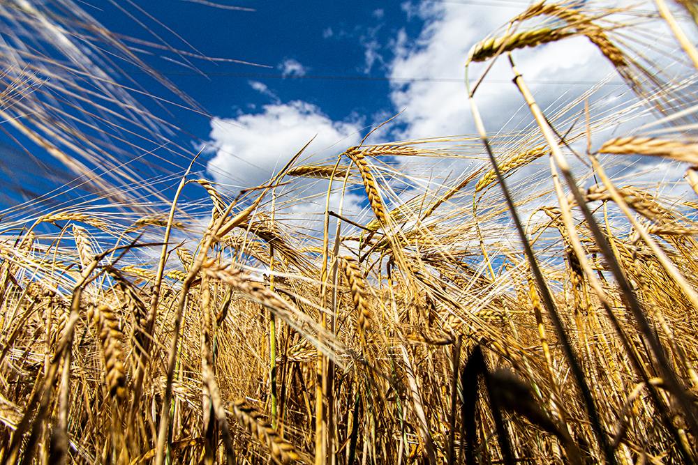 Sommer 2